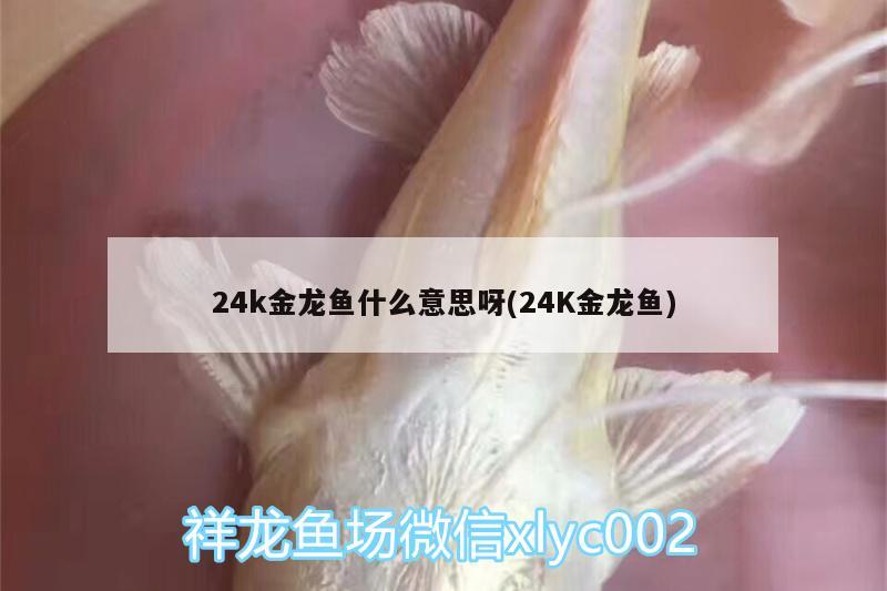 24k金龍魚什么意思呀(24K金龍魚) 觀賞魚魚苗