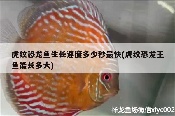 虎紋恐龍魚生長速度多少秒最快(虎紋恐龍王魚能長多大)