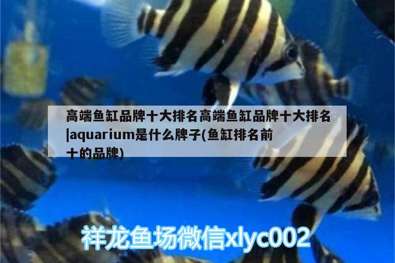 高端魚缸品牌十大排名高端魚缸品牌十大排名|aquarium是什么牌子(魚缸排名前十的品牌) 錦鯉池魚池建設(shè)