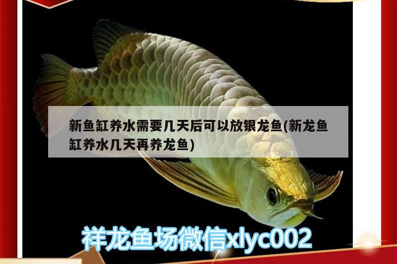 新魚缸養(yǎng)水需要幾天后可以放銀龍魚(新龍魚缸養(yǎng)水幾天再養(yǎng)龍魚) 銀龍魚百科