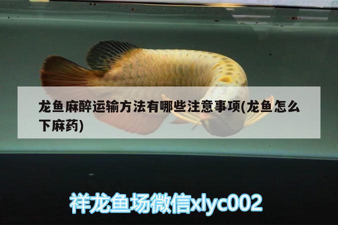 龍魚麻醉運輸方法有哪些注意事項(龍魚怎么下麻藥)