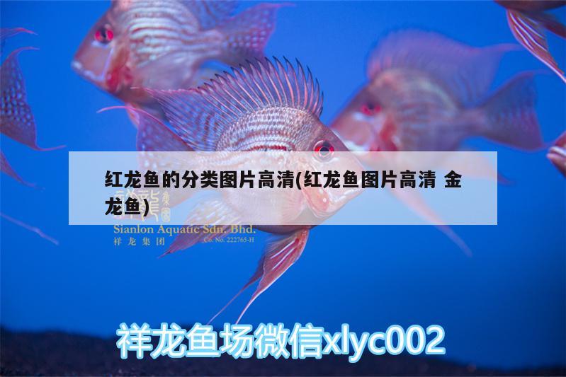 紅龍魚的分類圖片高清(紅龍魚圖片高清金龍魚) 埃及神仙魚