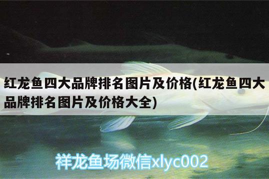 紅龍魚(yú)四大品牌排名圖片及價(jià)格(紅龍魚(yú)四大品牌排名圖片及價(jià)格大全) 金龍魚(yú)百科