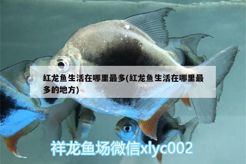 紅龍魚生活在哪里最多(紅龍魚生活在哪里最多的地方) 潛水泵