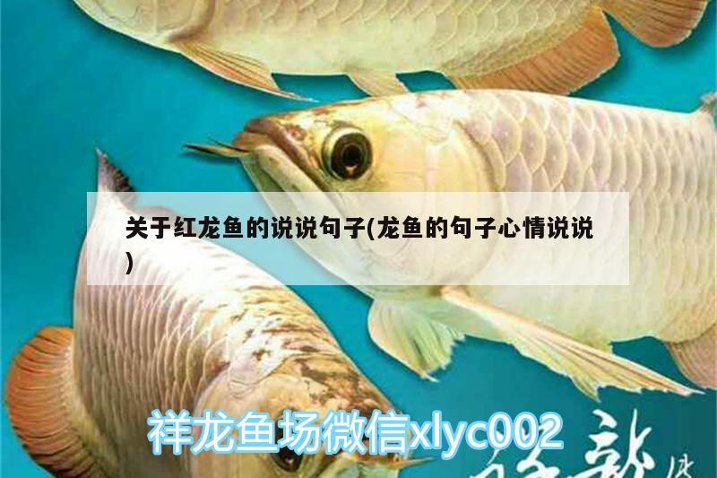 景德鎮(zhèn)觀賞魚(yú)市場(chǎng)每天喂食最開(kāi)心