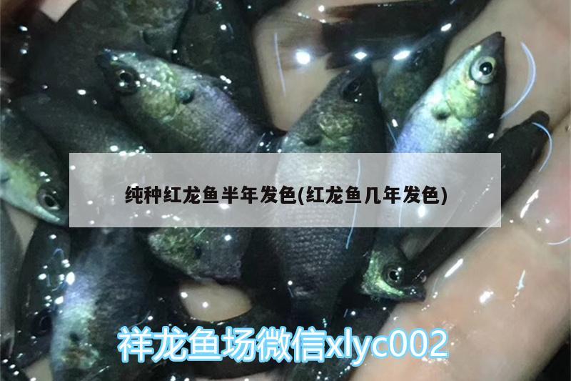 純種紅龍魚半年發(fā)色(紅龍魚幾年發(fā)色)