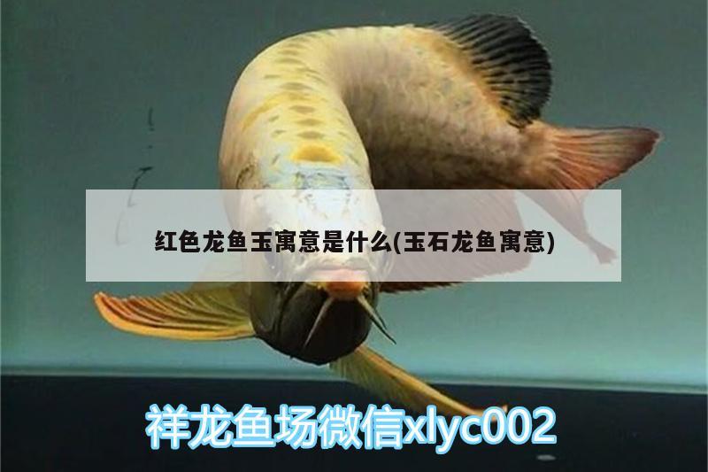 紅色龍魚(yú)玉寓意是什么(玉石龍魚(yú)寓意)