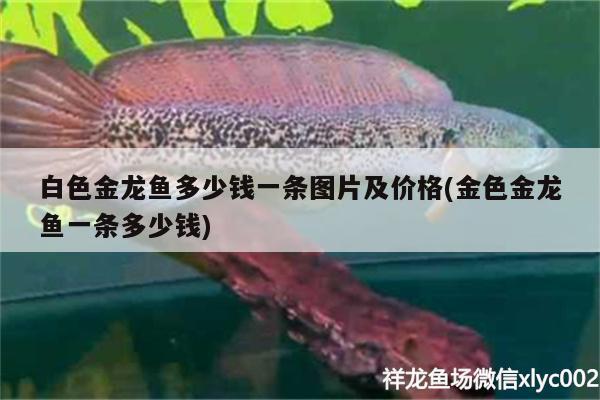 白色金龍魚多少錢一條圖片及價(jià)格(金色金龍魚一條多少錢)