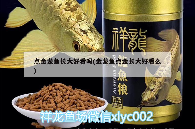 點(diǎn)金龍魚長大好看嗎(金龍魚點(diǎn)金長大好看么)