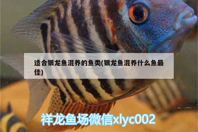 適合銀龍魚混養(yǎng)的魚類(銀龍魚混養(yǎng)什么魚最佳) 銀龍魚百科