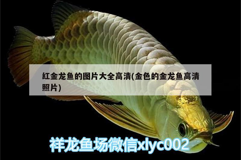 白缸養(yǎng)什么龍魚最好，新手養(yǎng)什么龍魚最好，養(yǎng)什么龍魚最好（白缸養(yǎng)什么龍魚最好） 鐵甲武士 第3張