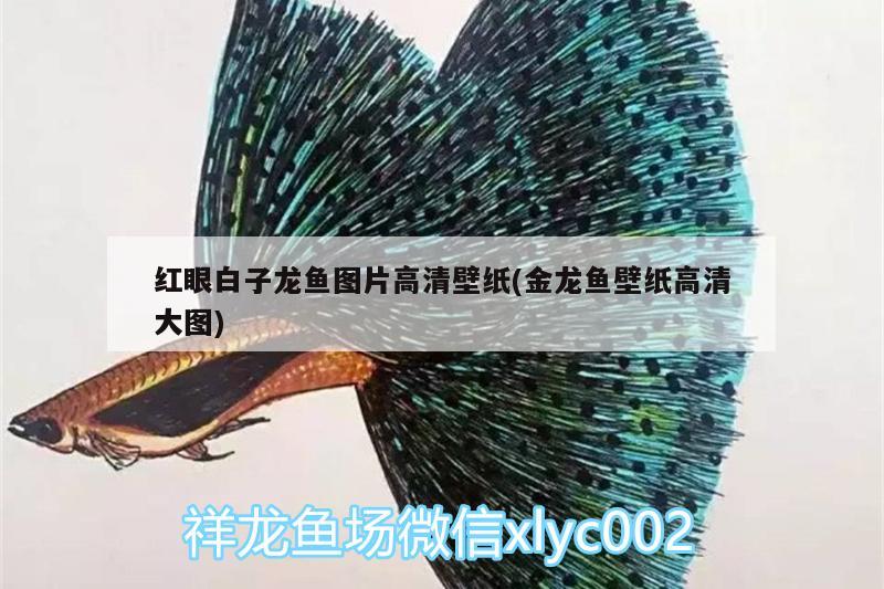 紅眼白子龍魚圖片高清壁紙(金龍魚壁紙高清大圖) 圖騰金龍魚