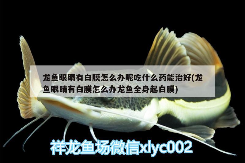 龍魚眼睛有白膜怎么辦呢吃什么藥能治好(龍魚眼睛有白膜怎么辦龍魚全身起白膜)