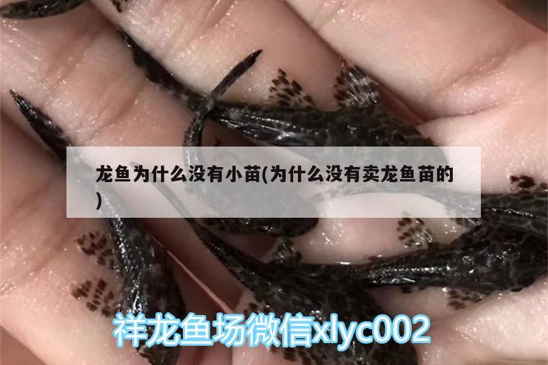 龍魚為什么沒(méi)有小苗(為什么沒(méi)有賣龍魚苗的) 魚缸/水族箱