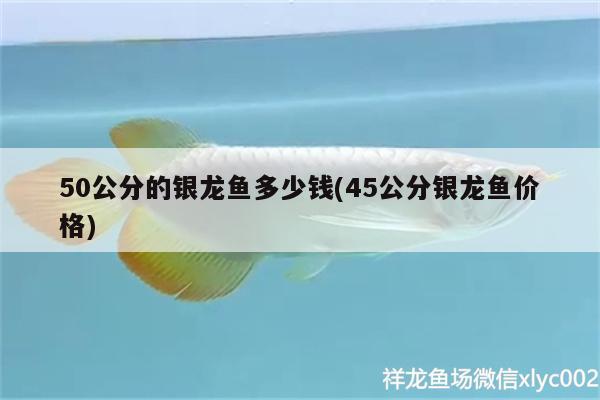 50公分的銀龍魚多少錢(45公分銀龍魚價(jià)格)