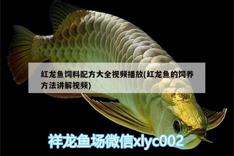 紅龍魚飼料配方大全視頻播放(紅龍魚的飼養(yǎng)方法講解視頻) 泰國虎魚