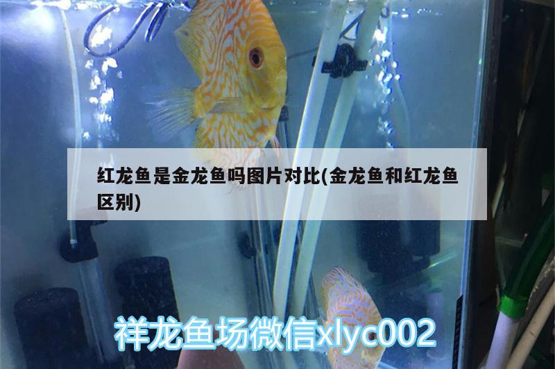 紅龍魚是金龍魚嗎圖片對比(金龍魚和紅龍魚區(qū)別)