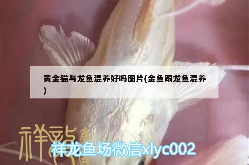 黃金貓與龍魚混養(yǎng)好嗎圖片(金魚跟龍魚混養(yǎng)) 黃金貓魚百科