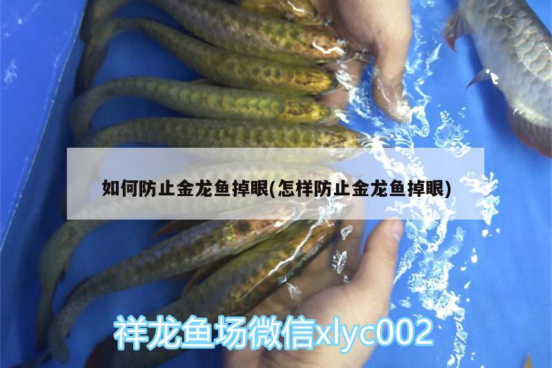 如何防止金龍魚掉眼(怎樣防止金龍魚掉眼) 熊貓異形魚L46 第2張