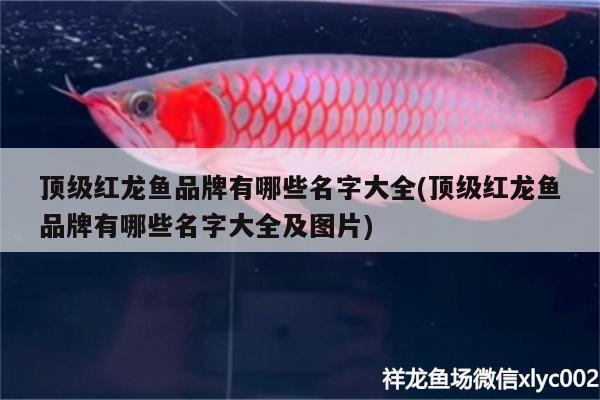 頂級紅龍魚品牌有哪些名字大全(頂級紅龍魚品牌有哪些名字大全及圖片) 廣州水族器材濾材批發(fā)市場