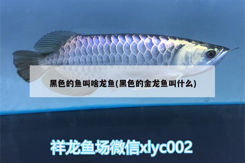 金龍魚(yú)與紅龍魚(yú)哪個(gè)養(yǎng)的大（金龍魚(yú)好養(yǎng)么） 照明器材 第2張