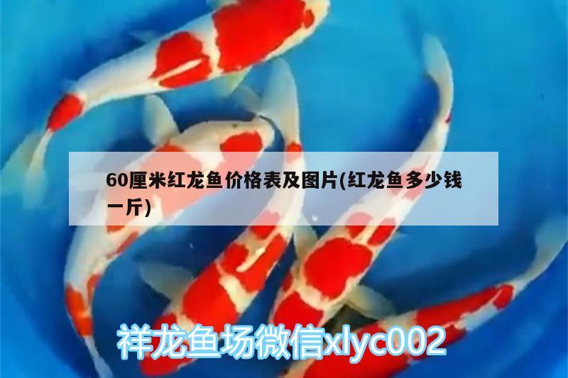 三亞觀賞魚(yú)基地有哪些地方可以買 三亞觀賞魚(yú)基地有哪些地方可以買到