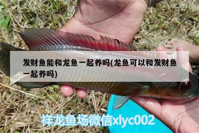 魚缸氧氣泵怎么拆開，魚缸增氧泵怎么修？，魚缸氧氣泵怎么拆開、魚缸增氧泵怎么拆開 狗仔招財(cái)貓魚 第1張