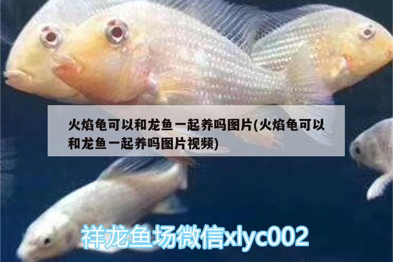 20公分紅龍魚價格表不死的熱帶魚（觀賞紅龍魚價格）