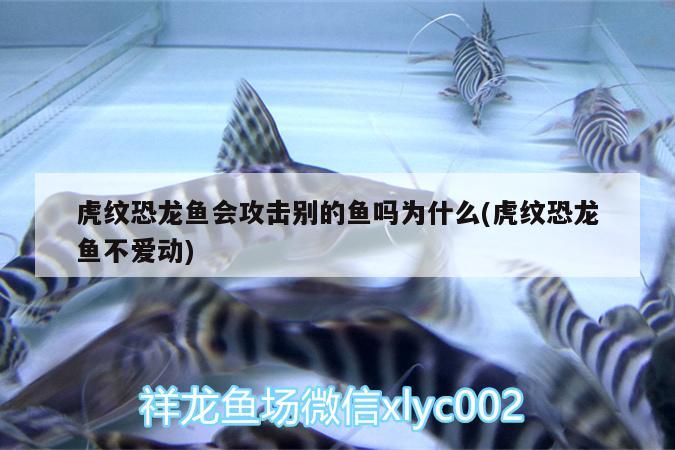 虎紋恐龍魚會攻擊別的魚嗎為什么(虎紋恐龍魚不愛動)