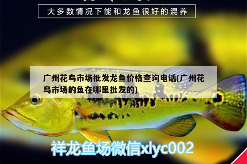 廣州花鳥(niǎo)市場(chǎng)批發(fā)龍魚(yú)價(jià)格查詢電話(廣州花鳥(niǎo)市場(chǎng)的魚(yú)在哪里批發(fā)的)