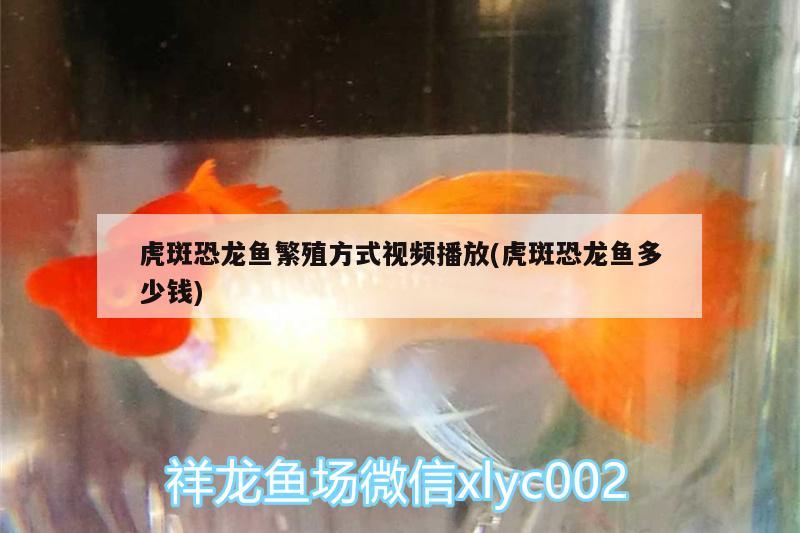 虎斑恐龍魚繁殖方式視頻播放(虎斑恐龍魚多少錢)