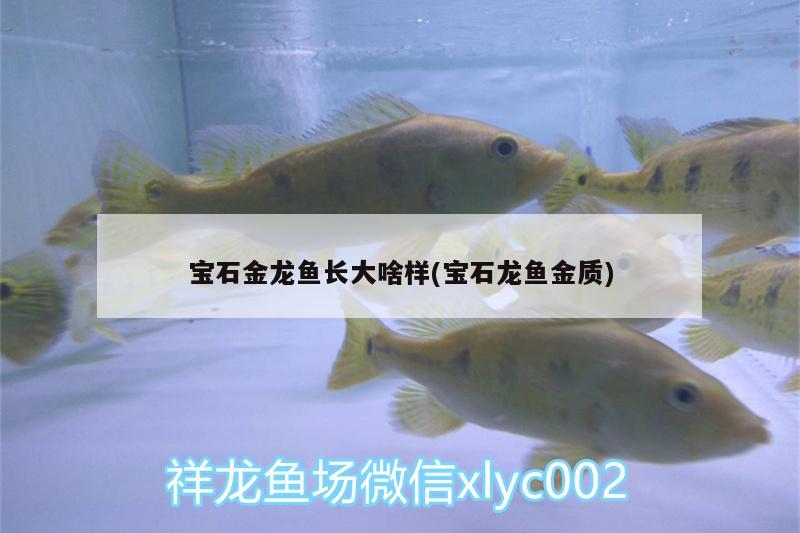 寶石金龍魚長大啥樣(寶石龍魚金質(zhì))