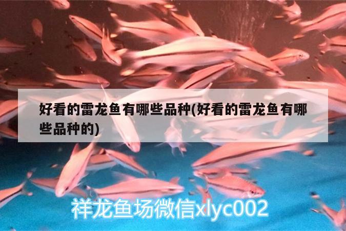 龍魚不停的快速游動的原因如何解決龍魚不?？焖儆蝿拥膯栴}，龍魚不?？焖儆蝿拥脑蛉绾谓鉀Q龍魚不?？焖儆蝿拥膯栴}