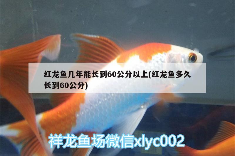 紅龍魚(yú)幾年能長(zhǎng)到60公分以上(紅龍魚(yú)多久長(zhǎng)到60公分) 魚(yú)缸凈水劑