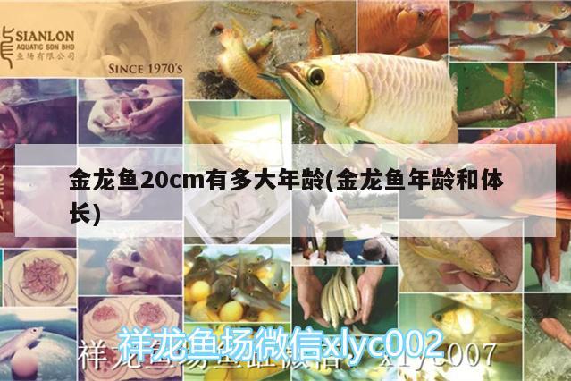 金龍魚20cm有多大年齡(金龍魚年齡和體長)