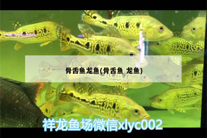 骨舌魚龍魚(骨舌魚龍魚) 黑金魟魚