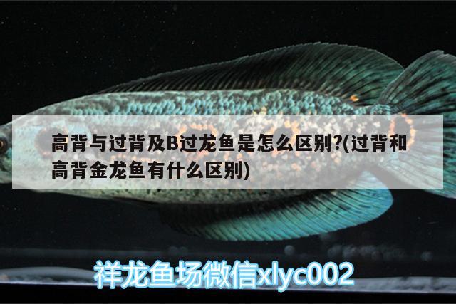 麗江水族館薩伊問題 大日玉鯖魚 第3張