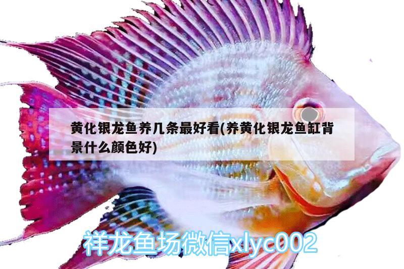 黃化銀龍魚養(yǎng)幾條最好看(養(yǎng)黃化銀龍魚缸背景什么顏色好) 銀龍魚百科