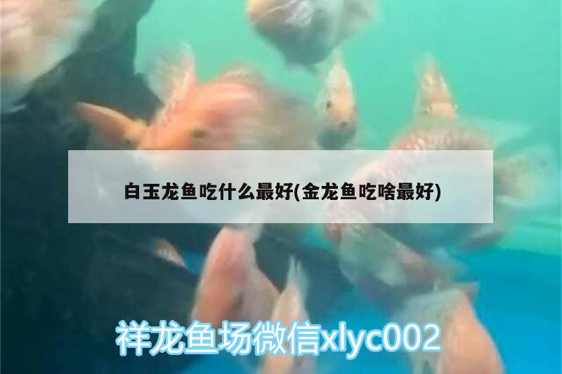 白玉龍魚吃什么最好(金龍魚吃啥最好)