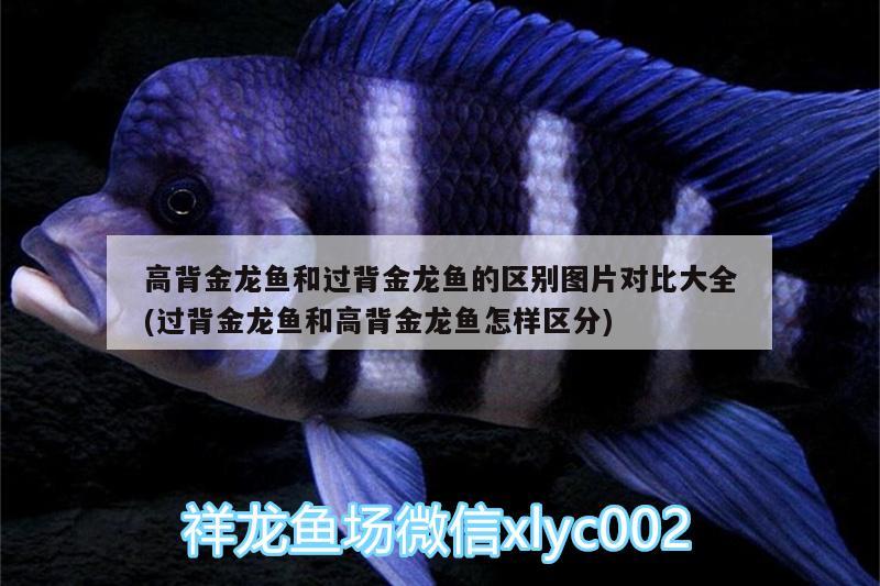 黃帆天堂鳥的養(yǎng)殖方法和注意事項，天堂鳥魚介紹 觀賞魚 第1張