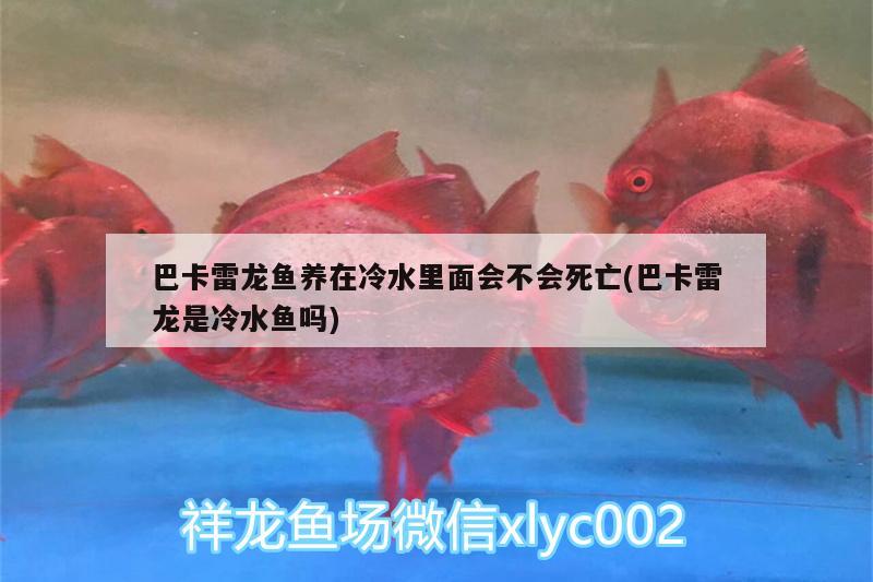 巴卡雷龍魚養(yǎng)在冷水里面會不會死亡(巴卡雷龍是冷水魚嗎) 巴卡雷龍魚