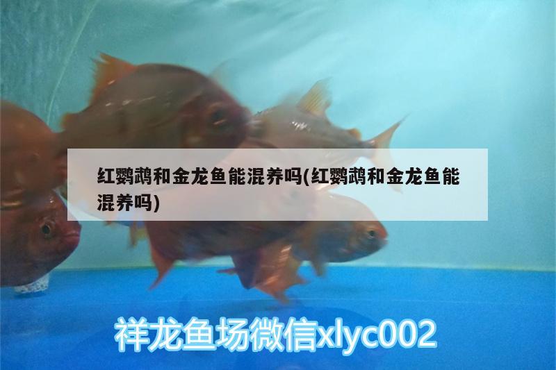 紅鸚鵡和金龍魚(yú)能混養(yǎng)嗎(紅鸚鵡和金龍魚(yú)能混養(yǎng)嗎)