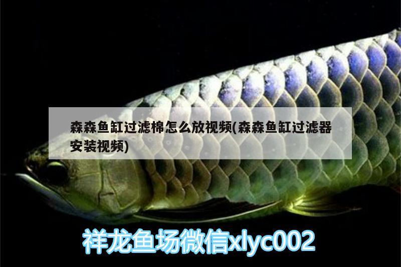 森森魚缸過濾棉怎么放視頻(森森魚缸過濾器安裝視頻)