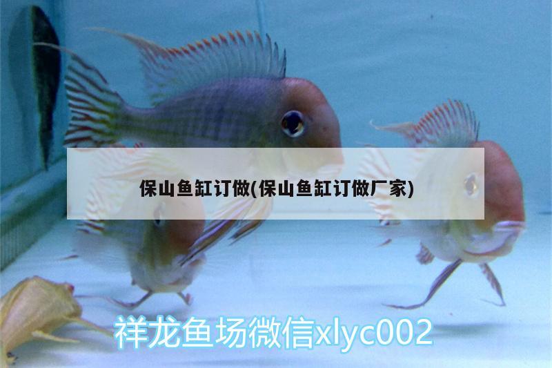 龍皇匯美翻的白子 觀賞魚 第1張