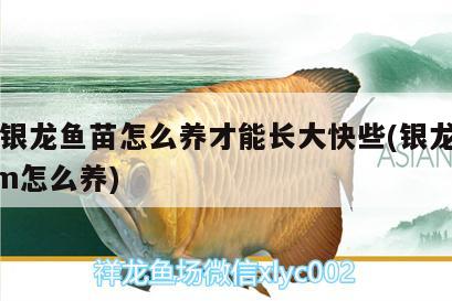 龍魚和水虎魚能混養(yǎng)嗎（龍魚和虎魚怎樣搭配） 虎魚百科 第1張