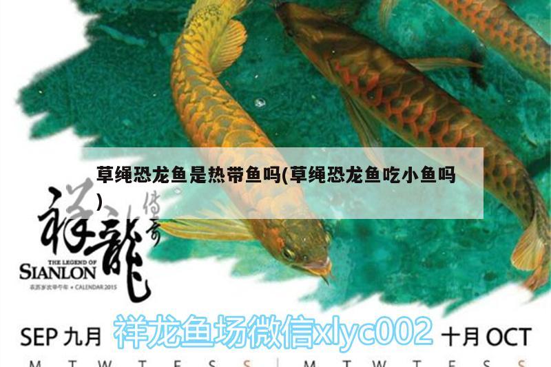 草繩恐龍魚是熱帶魚嗎(草繩恐龍魚吃小魚嗎) 檸檬鯽