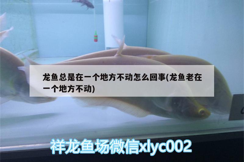 世界3大咖啡豆榜首，cotti品牌介紹