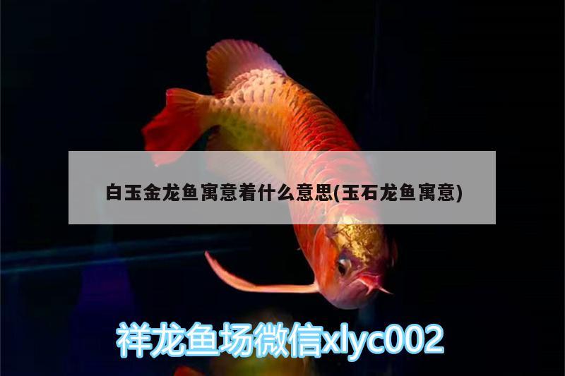 白玉金龍魚寓意著什么意思(玉石龍魚寓意)