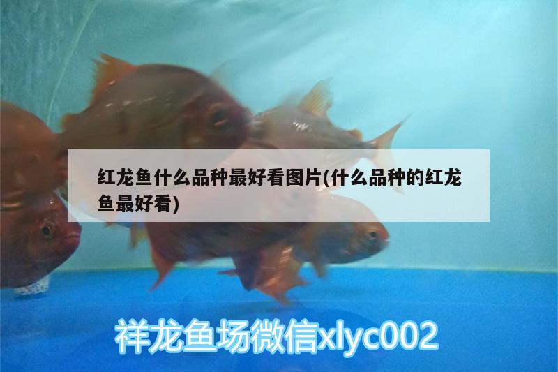 紅龍魚什么品種最好看圖片(什么品種的紅龍魚最好看)