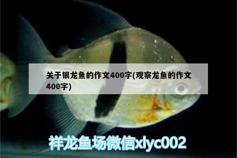 關(guān)于銀龍魚的作文400字(觀察龍魚的作文400字) 銀龍魚百科